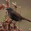 Song Sparrow