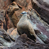 White-quilled Rock-pigeon