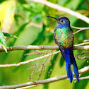 Beija-flor-tesoura(Swallow-tailed Hummingbird)