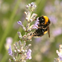 Lavanda con ospite di 