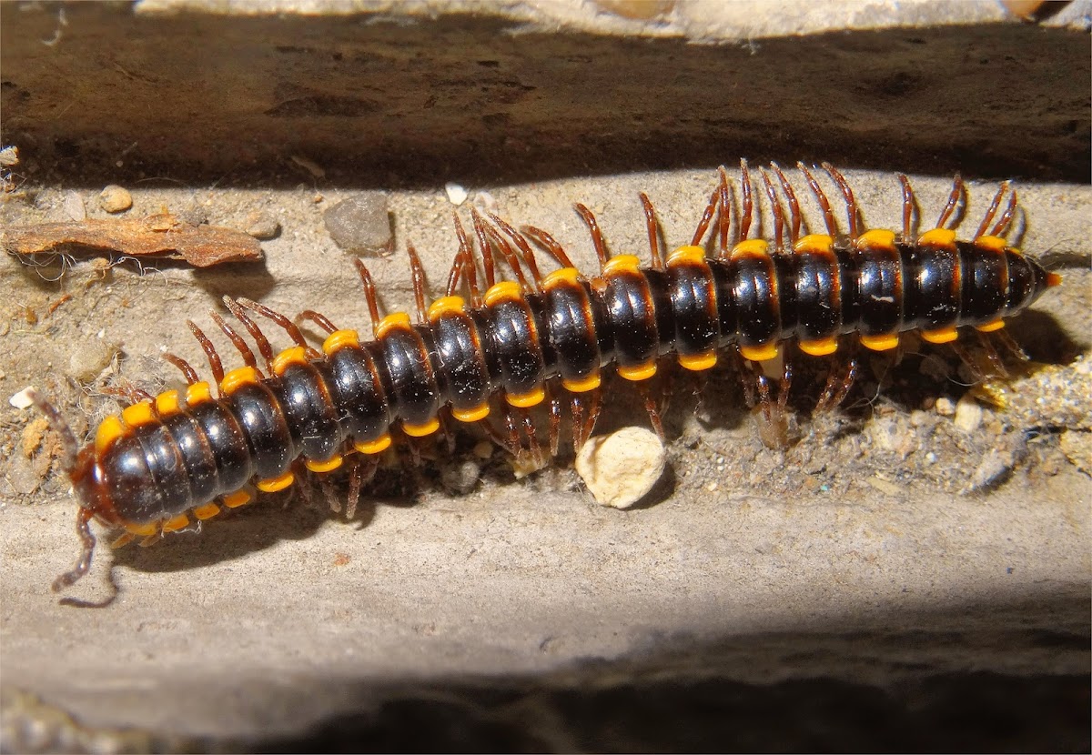 Long-flange millipede