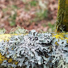 Shield Lichen