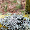 Shield Lichen