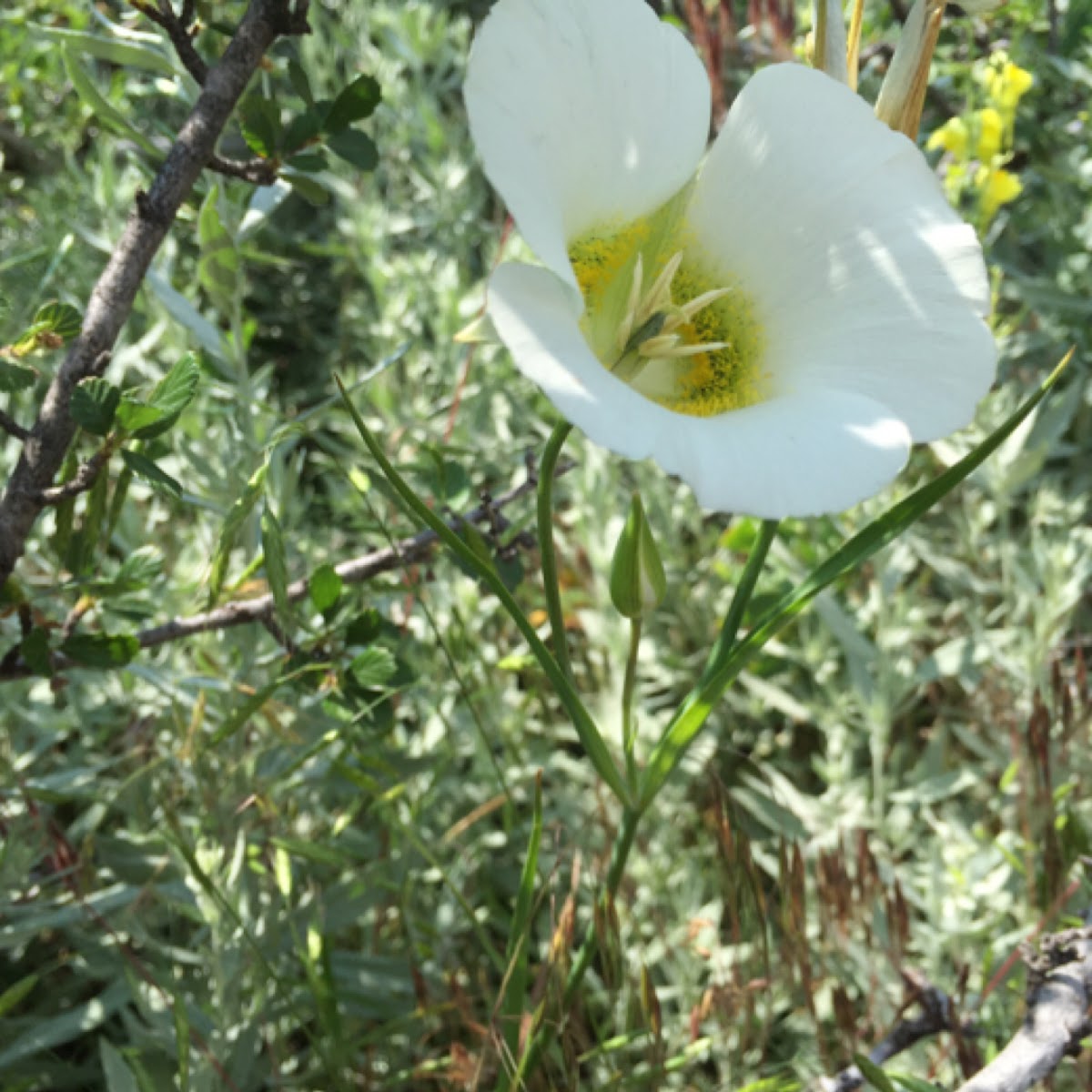 Mariposa lily