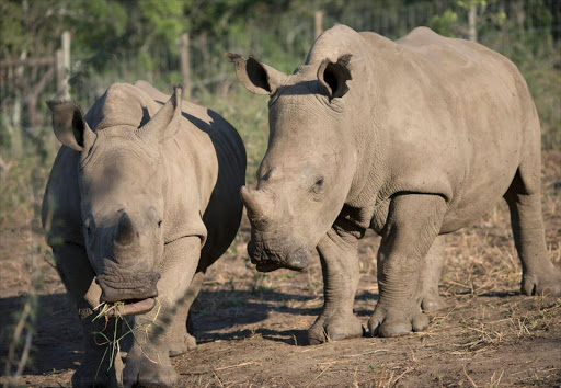 Baby Rhino orphans at the Fundimvelo Thula Thula Rhino Orphanage in northern KwaZulu-Natal.