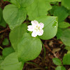 Siberian miners lettuce