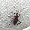 Western Conifer Seed Bug