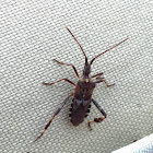 Western Conifer Seed Bug