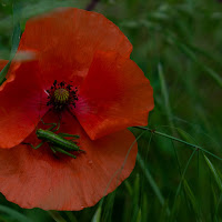 Voglia di colore ..... non voglio più mimetizzarmi di 