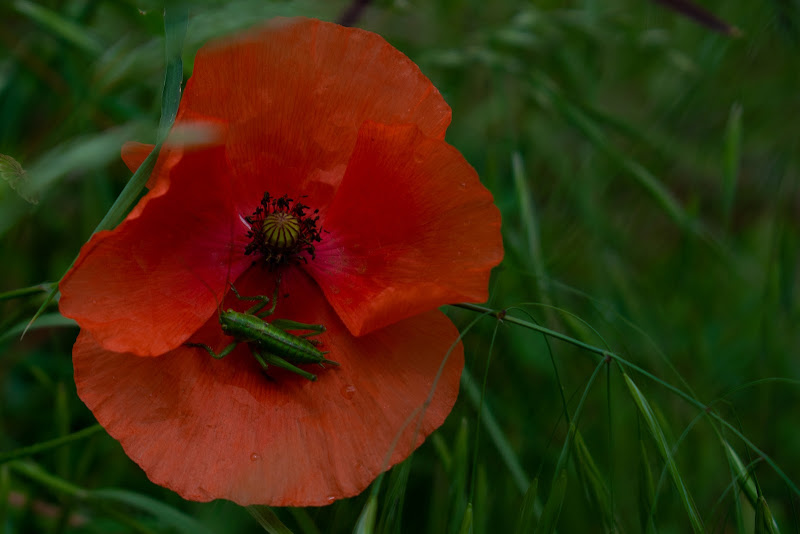 Voglia di colore ..... non voglio più mimetizzarmi di SilviaCo