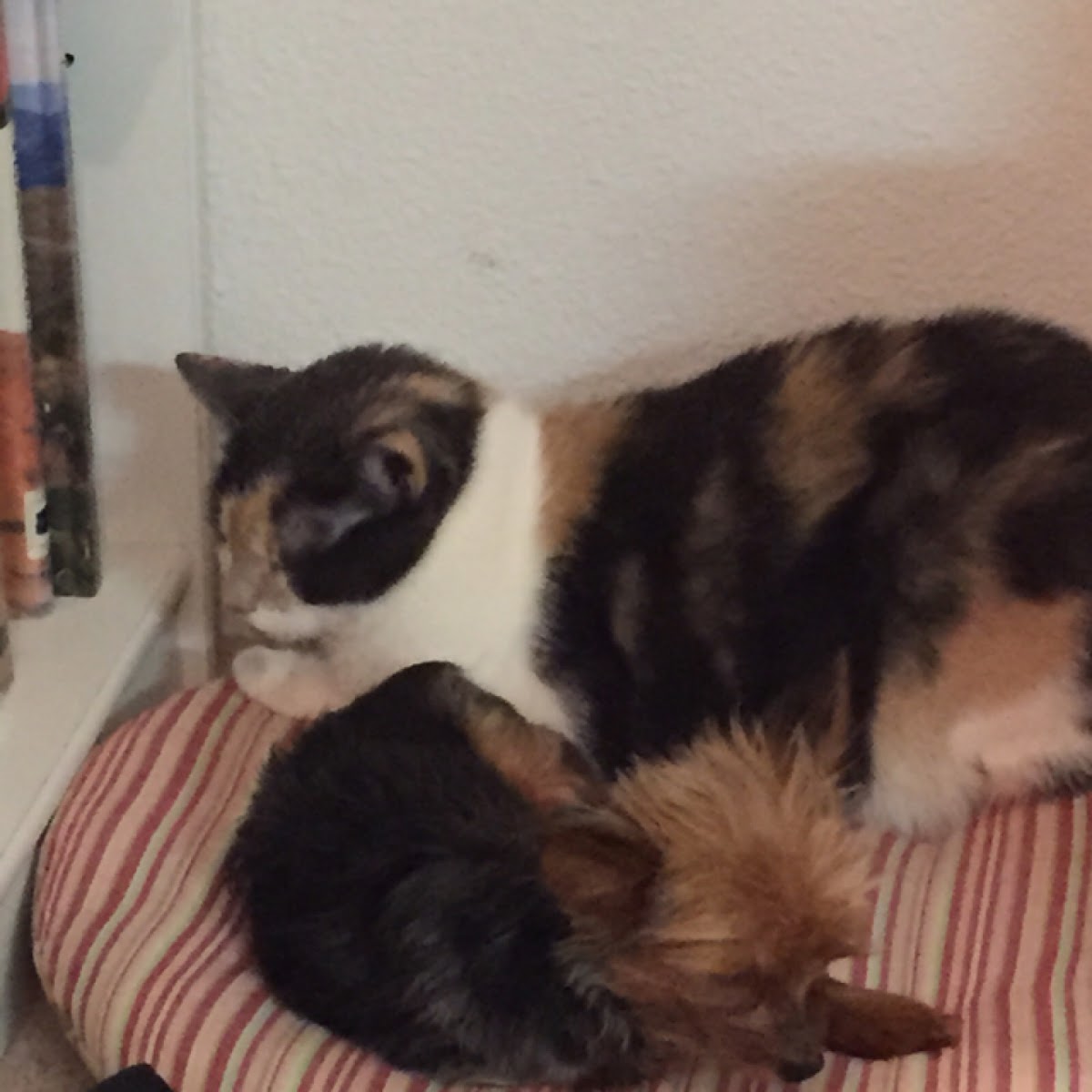 Yorkie and calico