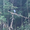 Black-crowned Night Heron