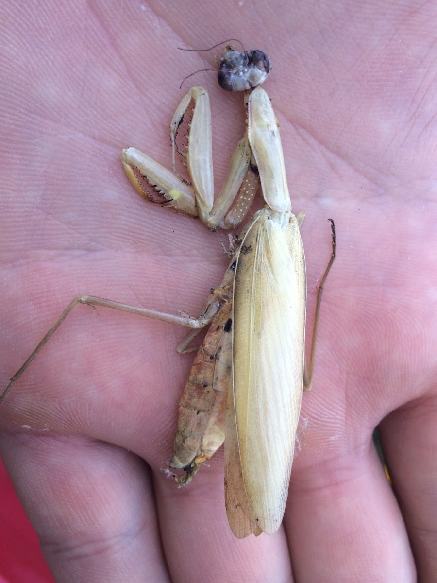 European Mantis