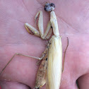 European Mantis