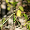 Eastern Pondhawk Dragonfly (female)