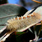 Sparshall's Moth caterpillar