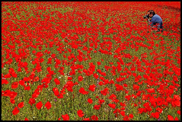 Il paradiso dei fotografi di barbelfo