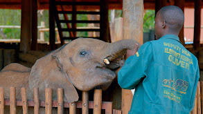 Elephant Rescue thumbnail