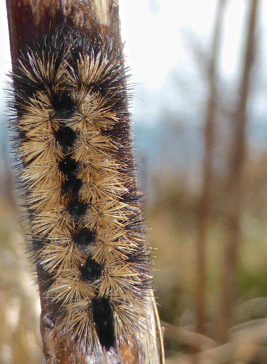 Virginia Ctenucha