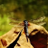 Blue Dasher