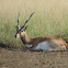 black buck