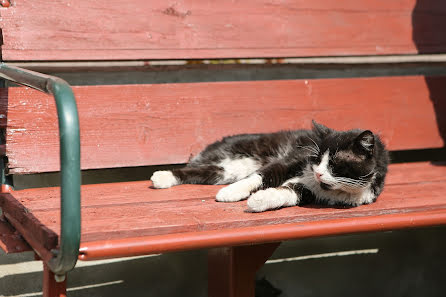 Bryllupsfotograf Kelemen Zoltan (kelemenzoltan). Foto fra maj 24 2019