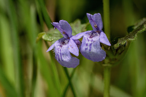 Glechoma hederacea