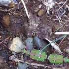 Green Tiger Beetle