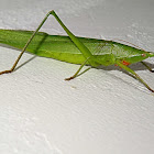 Cone-Headed Grasshopper