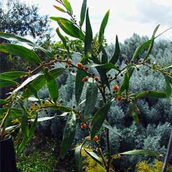 Cinnamon wattle (Acacia leprosa) with artemisia  by flipsockgrrl is licensed under CC BY-NC-SA 2.0