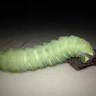 Polyphemus Moth Caterpillar