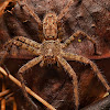 Huntsman spider