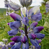 Nootka Lupine