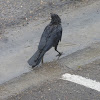 American Crow