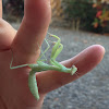 Asian mantis