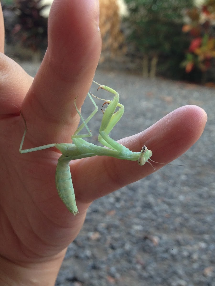 Asian mantis