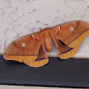 Polyphemus moth