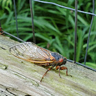 Cicada