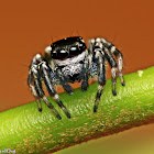 Black & White Jumper