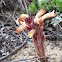 Fascicled broomrape