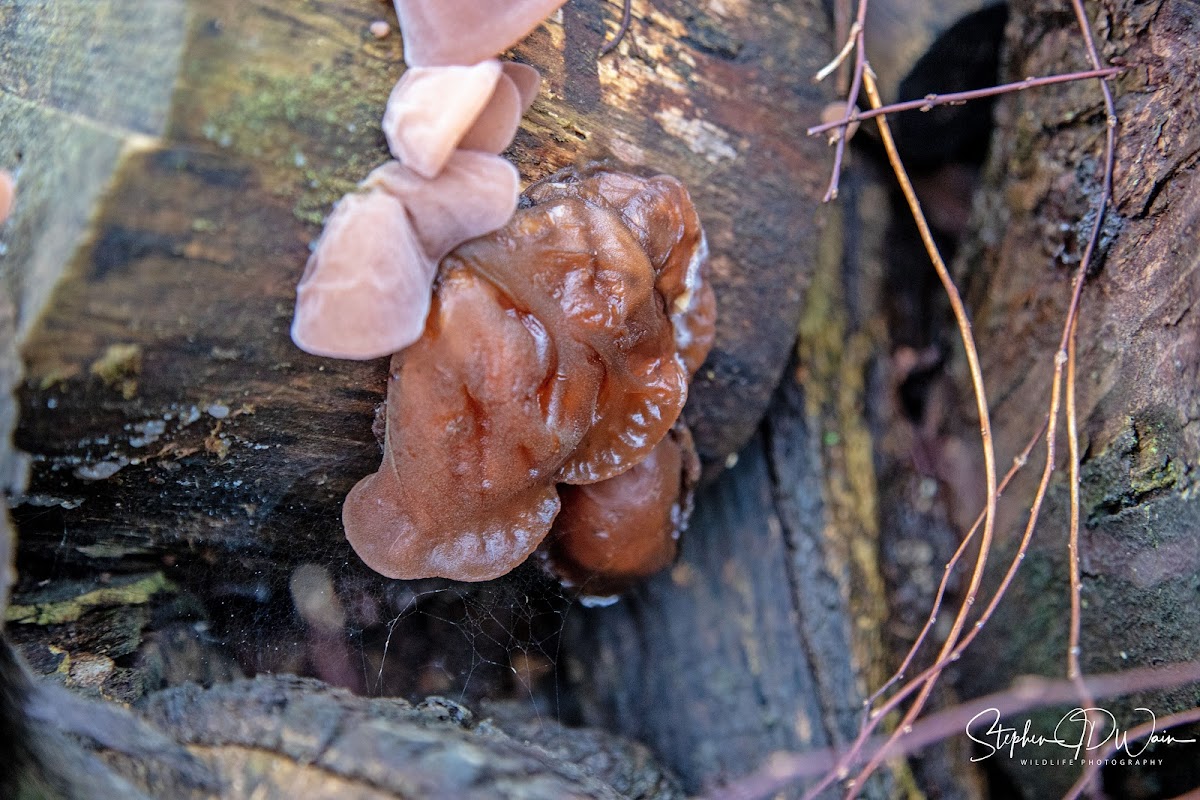 Wood ear