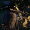 Yellow-Crowned Night Heron