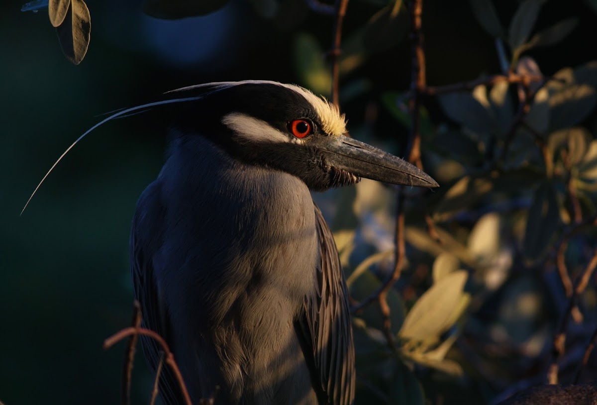 Yellow-Crowned Night Heron