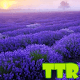 Download live wallpaper lavender For PC Windows and Mac 1.00