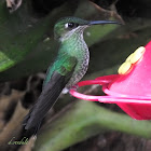 Violet-fronted brilliant