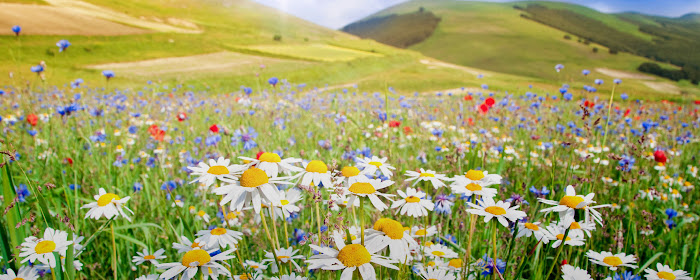 Wild Flowers HD Wallpapers New Tab Theme marquee promo image