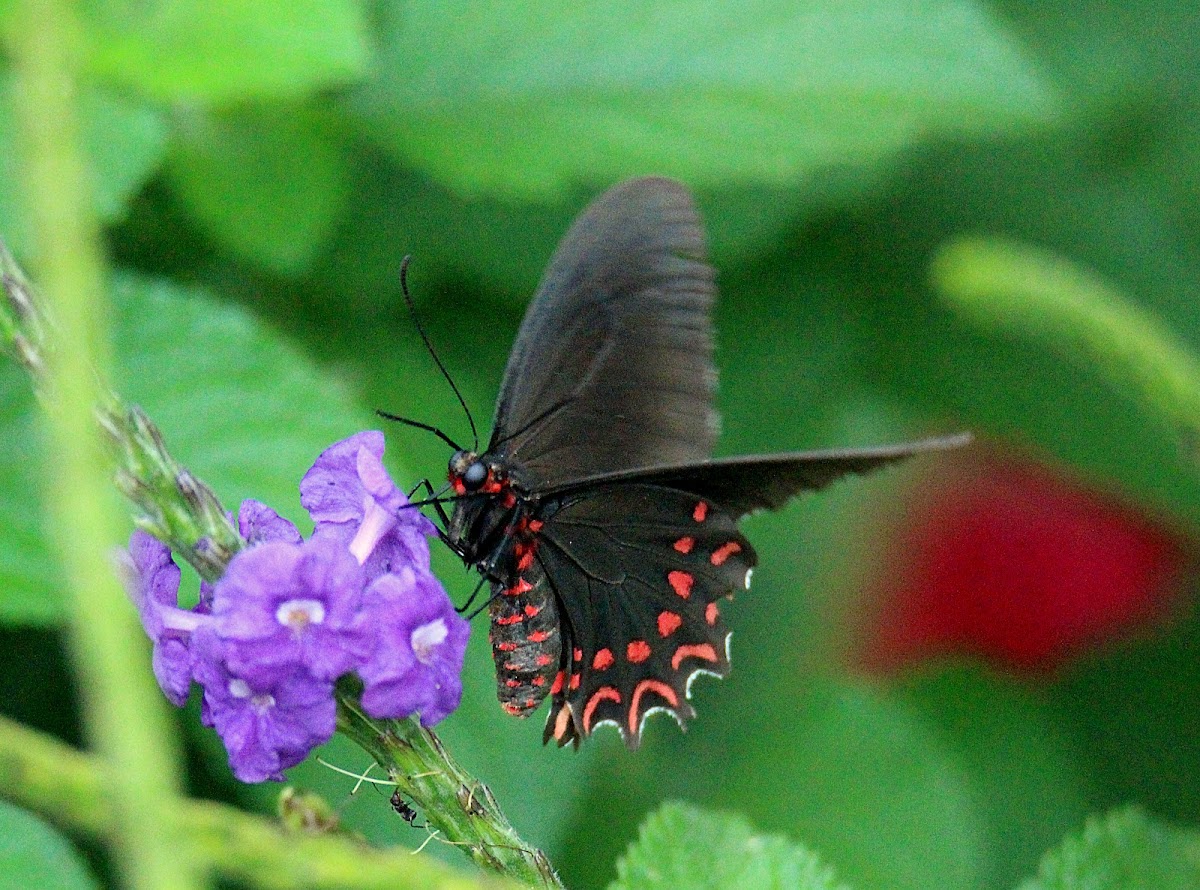 Pick-spotted Cattleheart Butterfly