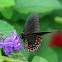 Pick-spotted Cattleheart Butterfly