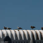 Herring Gull