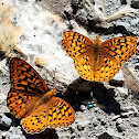 Butterflies feeding on carrion